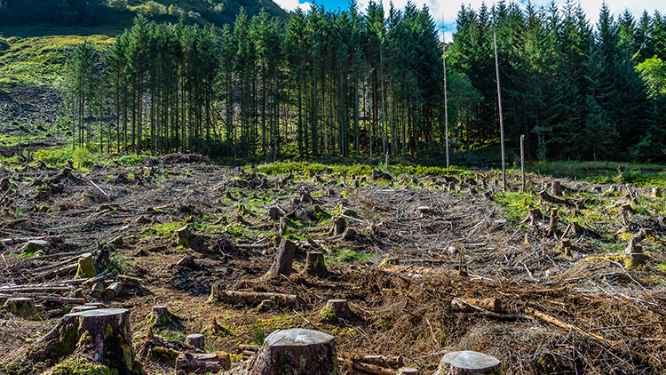 Stumpen gefällter Bäume, im Hintergrund Wald